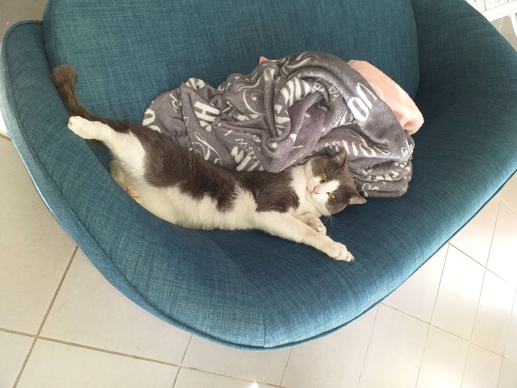 T'Choupi a rejoint le concours — aidez-le/la à gagner de superbes lots ! canidae, carnivore, cat, dog, dog_bed, dog_breed, english_springer_spaniel, felidae, fur, furniture, nap, spaniel, sporting_group, table