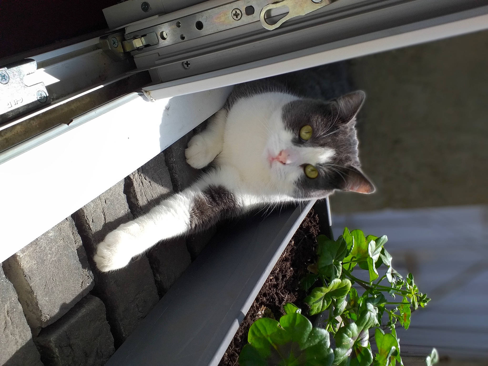 T'Choupi participe au concours pour gagner de l'argent avec cette photo : carnivore, cat, domestic_short_haired_cat, european_shorthair, felidae, plant, small_to_medium_sized_cats, whiskers, window