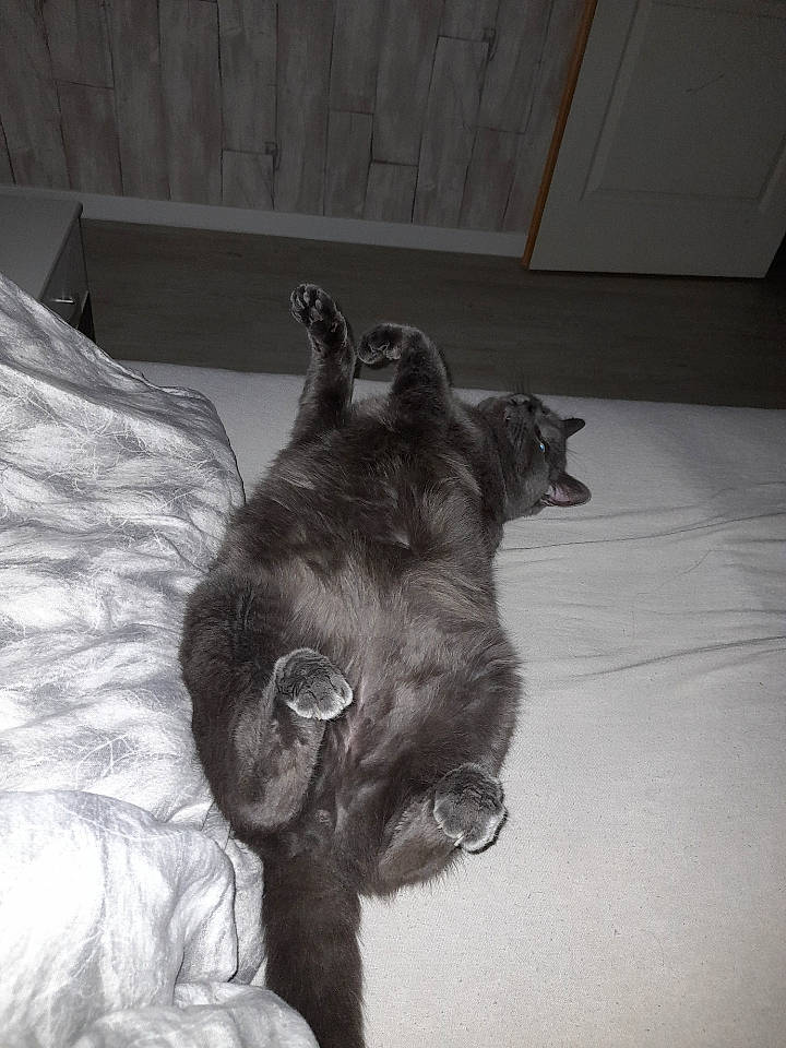 Pumba participe au concours pour gagner de l'argent avec cette photo : black_cat, canidae, carnivore, cat, comfort, dog_breed, domestic_short_haired_cat, ear, felidae, flooring, fur, gesture, grey, mammal, small_to_medium_sized_cats, snout, sporting_group, tail, terrestrial_animal, whiskers