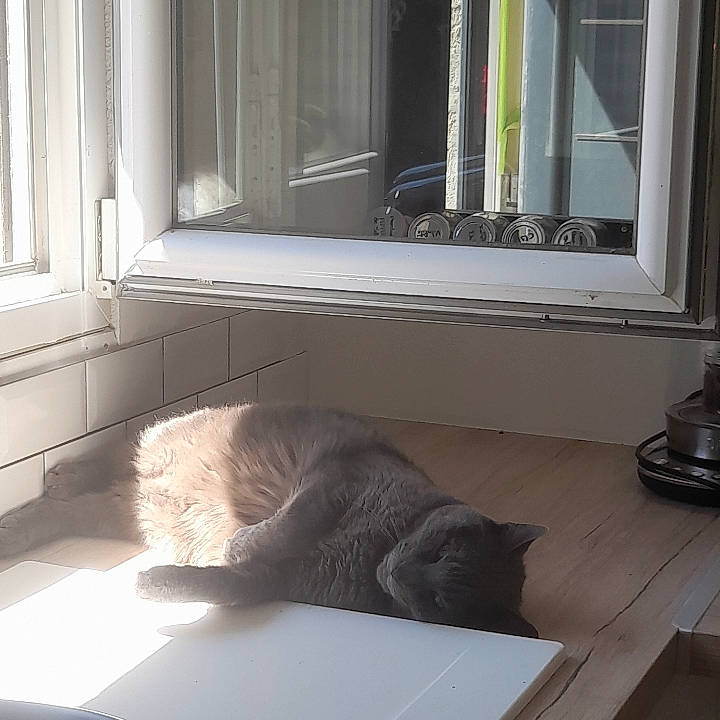 Pumba participe au concours pour gagner de l'argent avec cette photo : carnivore, cat, comfort, domestic_short_haired_cat, felidae, floor, flooring, fur, grey, hardwood, house, interior_design, mirror, small_to_medium_sized_cats, table, tail, tap, whiskers, window, wood