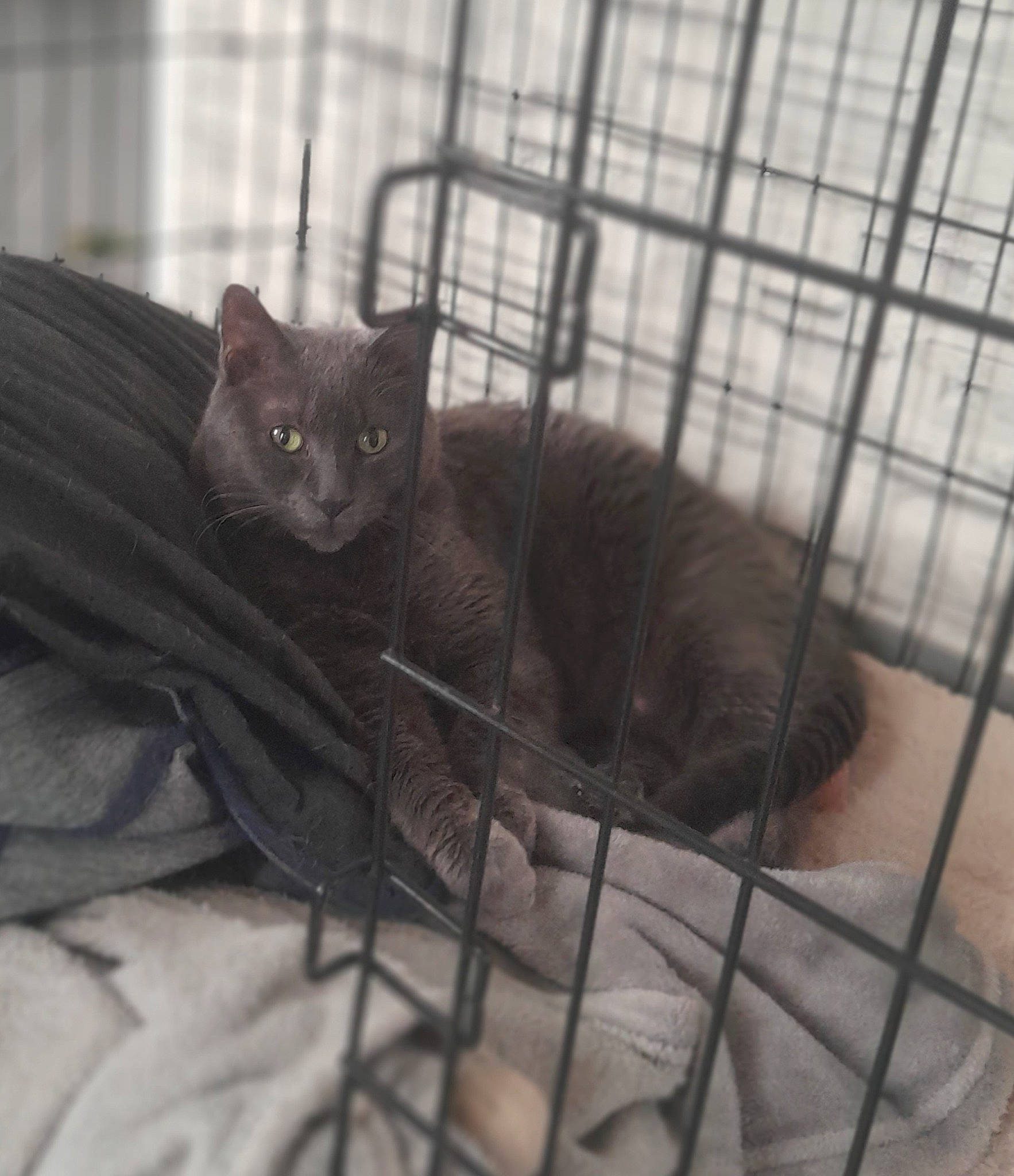 Pumba a rejoint le concours — aidez-le/la à gagner de superbes lots ! animal_shelter, black_cat, cage, carnivore, cat, cat_supply, comfort, domestic_short_haired_cat, felidae, fur, grey, mesh, metal, paw, pet_supply, small_to_medium_sized_cats, snout, tail, terrestrial_animal, whiskers