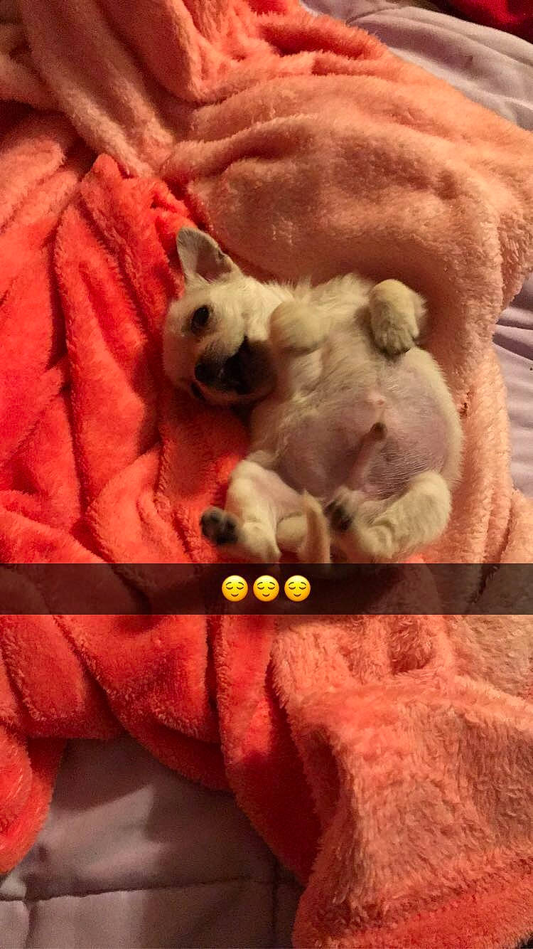 Bam Bam is registered to the contest to win money with this photo: fawn, snout