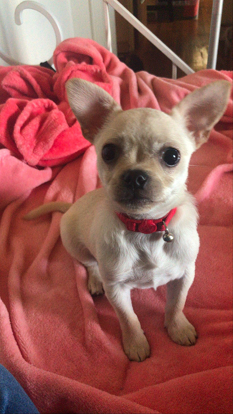 Bam Bam is registered to the contest to win money with this photo: ancient_dog_breeds, canidae, carnivore, chihuahua, companion_dog, dog, dog_breed, ear, fawn, mammal, puppy, puppy_love, rare_breed_dog, snout, sporting_group, toy_dog, vertebrate, whiskers