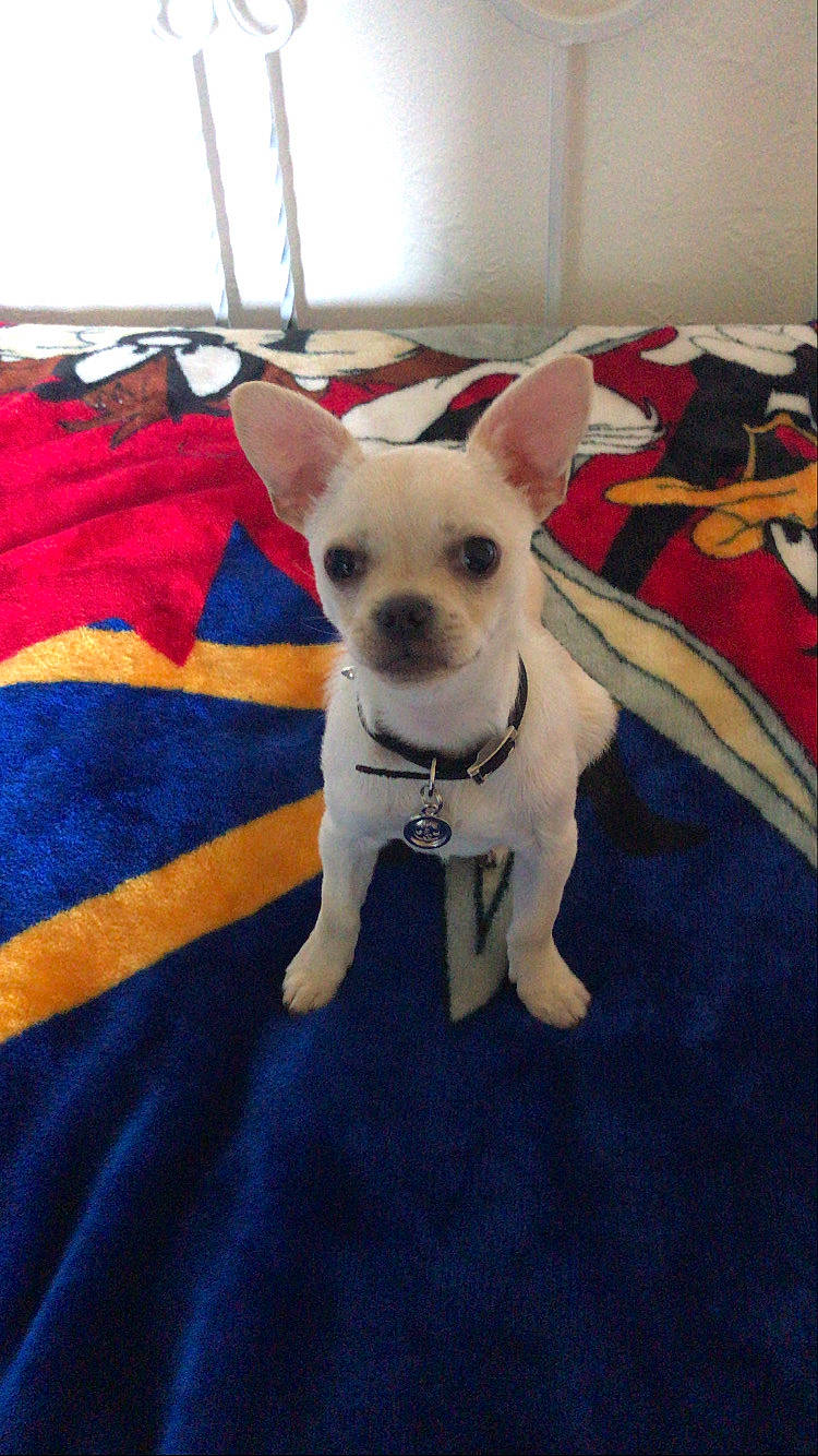 Bam Bam is registered to the contest to win money with this photo: canidae, carnivore, chihuahua, companion_dog, dog, dog_breed, fawn, french_bulldog, mammal, non_sporting_group, puppy, snout, toy_dog, vertebrate