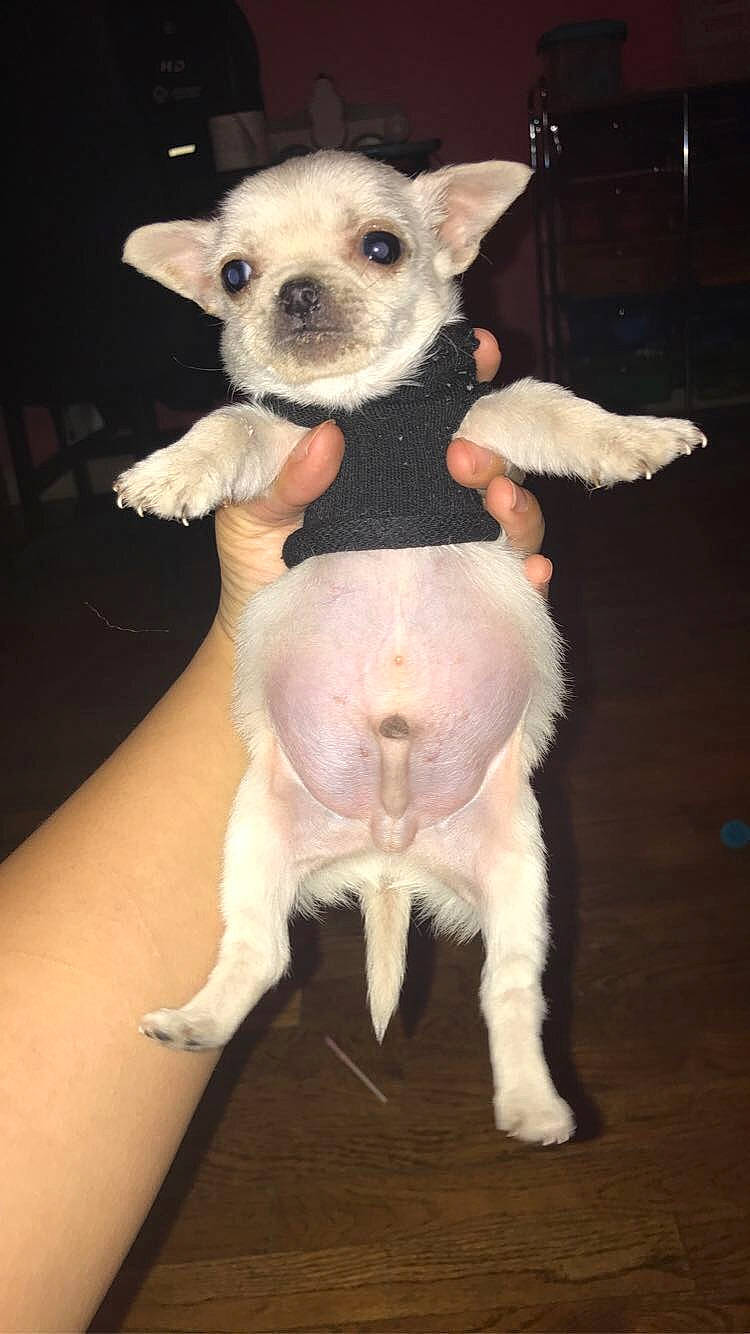 Bam Bam is registered to the contest to win money with this photo: canidae, carnivore, chihuahua, dog, dog_breed, ear, fawn, mammal, puppy, snout, sporting_group, toy_dog, vertebrate