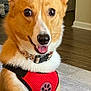 Sadie Mae is registered to the contest to win money with this photo: dog, corgi, pet, indoor, harness, red_harness, tongue_out, cute, canine, fur, ears, collar, paw_print, happy, animal, domestic, portrait, smiling, floor, carpet