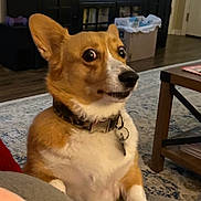 Sadie Mae joined the competition — help win amazing prizes! dog, corgi, surprised, pet, indoor, living_room, paw, fur, collar, carpet, furniture, table, home, canine, animal, cute, expression, domestic, mammal, companion