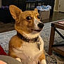 dog, corgi, surprised, pet, indoor, living_room, paw, fur, collar, carpet, furniture, table, home, canine, animal, cute, expression, domestic, mammal, companion