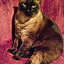 Gracielew joined the competition — help win amazing prizes! cat, siamese_cat, pet, animal, feline, blue_eyes, fur, whiskers, sitting, indoor, blanket, plush, relaxed, cute, looking_at_camera, mammal, domestic_animal, portrait, resting, cozy