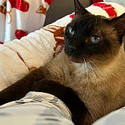 Gracielew is registered to the contest to win money with this photo: cat, siamese_cat, pet, feline, indoor, resting, blanket, soft_texture, blue_eyes, whiskers, fur, cozy, comfort, closeup, animal, mammal, relaxed, domestic_cat, home, cute