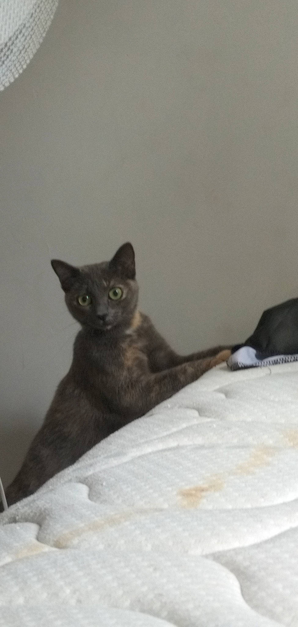 Simba a rejoint le concours — aidez-le/la à gagner de superbes lots ! bed, black_cat, carnivore, cat, cat_supply, comfort, domestic_short_haired_cat, felidae, fur, grey, small_to_medium_sized_cats, snout, tail, terrestrial_animal, whiskers