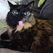 Ma Bibounette a rejoint le concours — aidez-le/la à gagner de superbes lots ! cat, tortoiseshell, tongue_out, pet, feline, fluffy, indoor, couch, plush_toy, green_eyes, cute, animal, mammal, whiskers, relaxed, home, carpet, furniture, tongue, closeup
