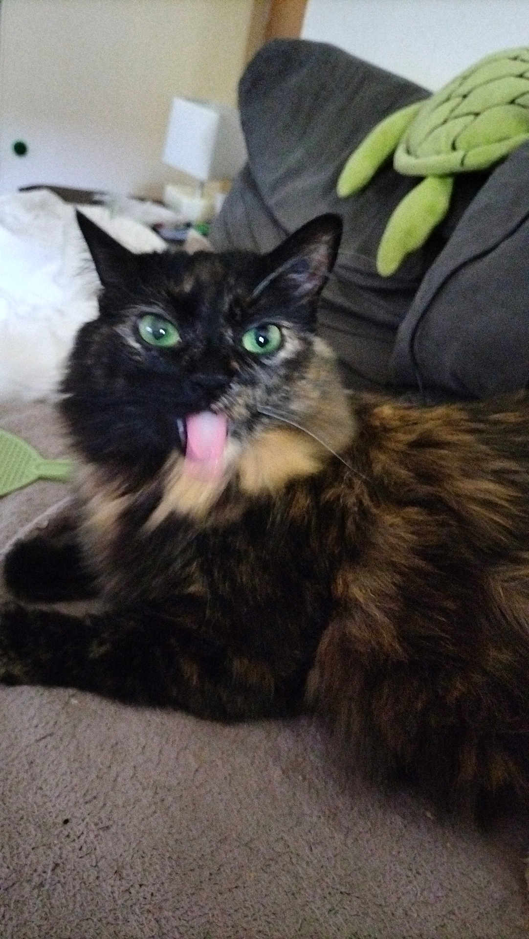 Ma Bibounette a rejoint le concours — aidez-le/la à gagner de superbes lots ! cat, tortoiseshell, tongue_out, pet, feline, fluffy, indoor, couch, plush_toy, green_eyes, cute, animal, mammal, whiskers, relaxed, home, carpet, furniture, tongue, closeup