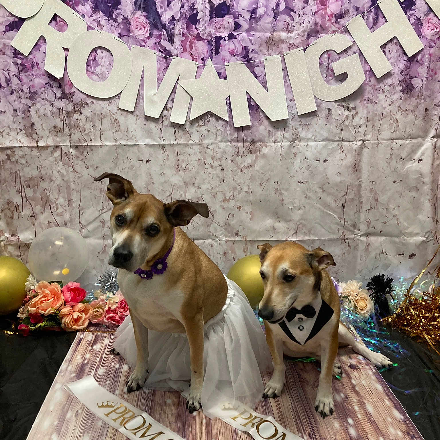 Teya joined the competition — help win amazing prizes! advertising, art, canidae, carnivore, collar, companion_dog, dog, dog_breed, dog_supply, door, fawn, font, happy, internet_meme, paw, photo_caption, poster, snout, sporting_group, wood