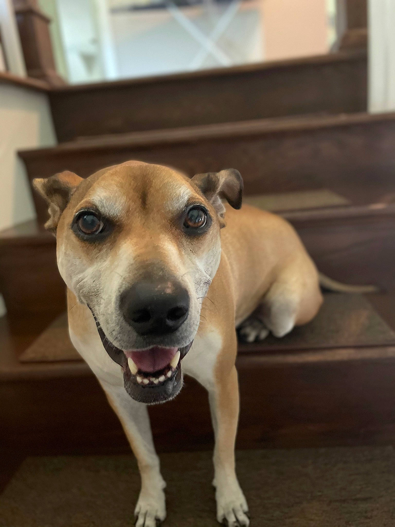 Teya joined the competition — help win amazing prizes! canidae, carnivore, collar, companion_dog, dog, dog_breed, dog_collar, dog_supply, ear, eye, fawn, flooring, fur, pet_supply, snout, sporting_group, terrestrial_animal, whiskers, wood, working_animal