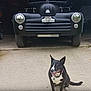 dog, black_dog, white_dog, vintage_car, classic_car, garage, driveway, outdoor, pet, sitting, happy, tongue_out, collar, vehicle, headlights, front_view, concrete, parking, automobile, canine