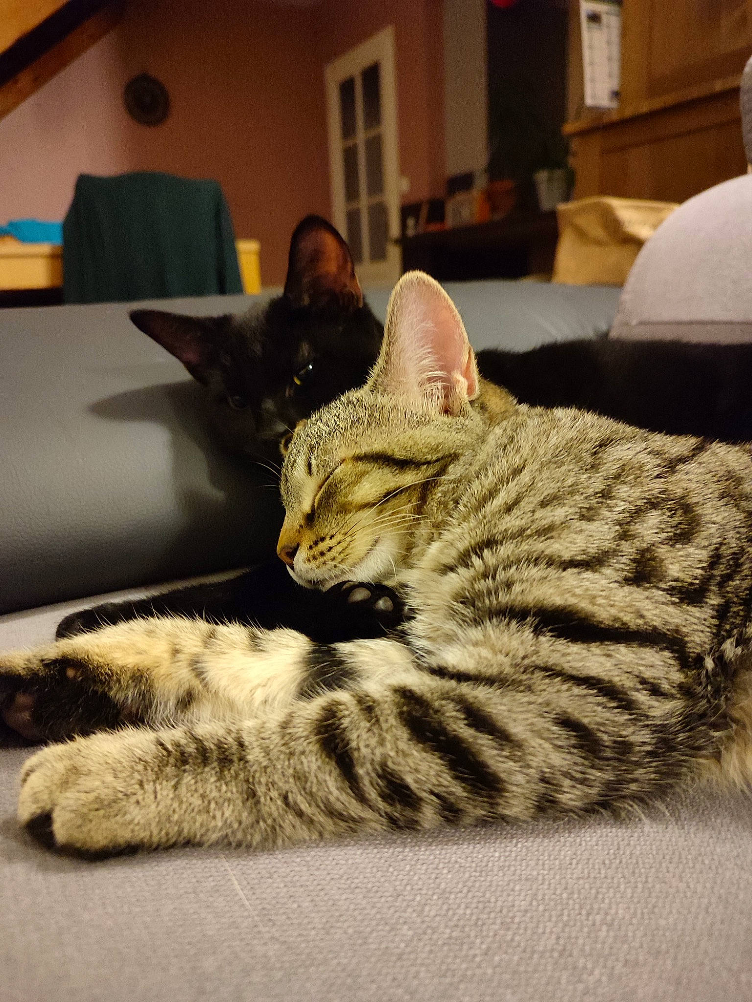 Targa participe au concours pour gagner de l'argent avec cette photo : carnivore, cat, comfort, couch, domestic_short_haired_cat, eye, felidae, fur, grey, houseplant, paw, picture_frame, room, sitting, small_to_medium_sized_cats, snout, tail, terrestrial_animal, whiskers, window