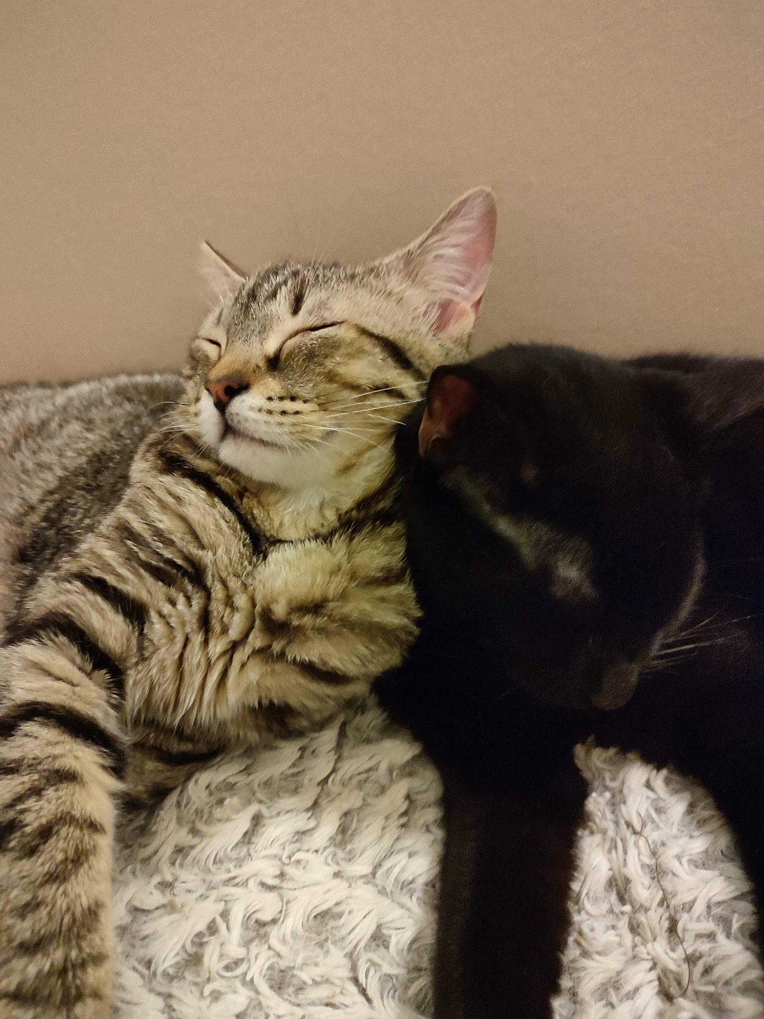 Targa participe au concours pour gagner de l'argent avec cette photo : carnivore, cat, claw, comfort, domestic_short_haired_cat, felidae, fur, paw, small_to_medium_sized_cats, tail, terrestrial_animal, whiskers