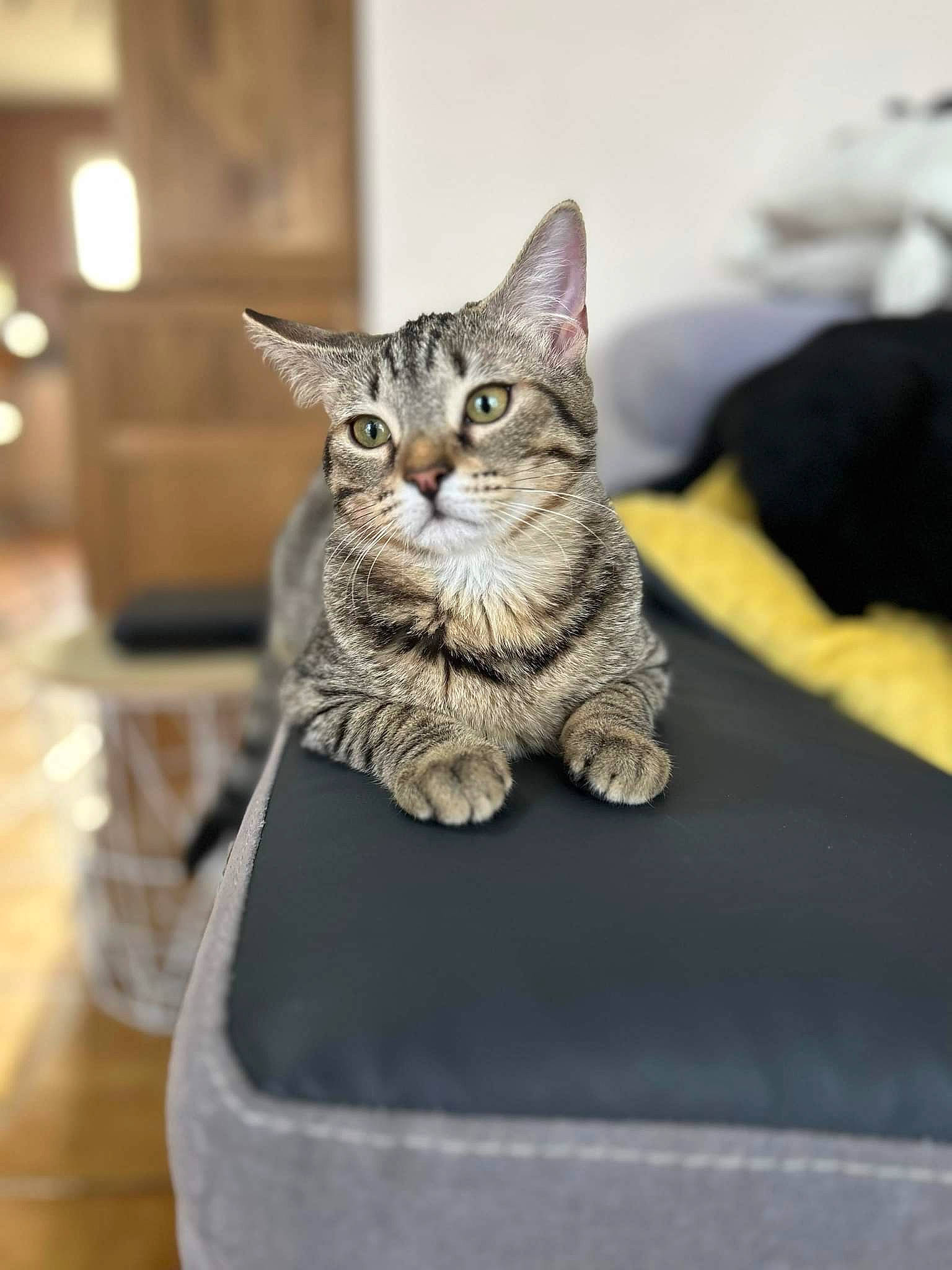 Targa a rejoint le concours — aidez-le/la à gagner de superbes lots ! carnivore, cat, claw, comfort, domestic_short_haired_cat, felidae, fur, grey, paw, sitting, small_to_medium_sized_cats, snout, tail, whiskers, wildlife