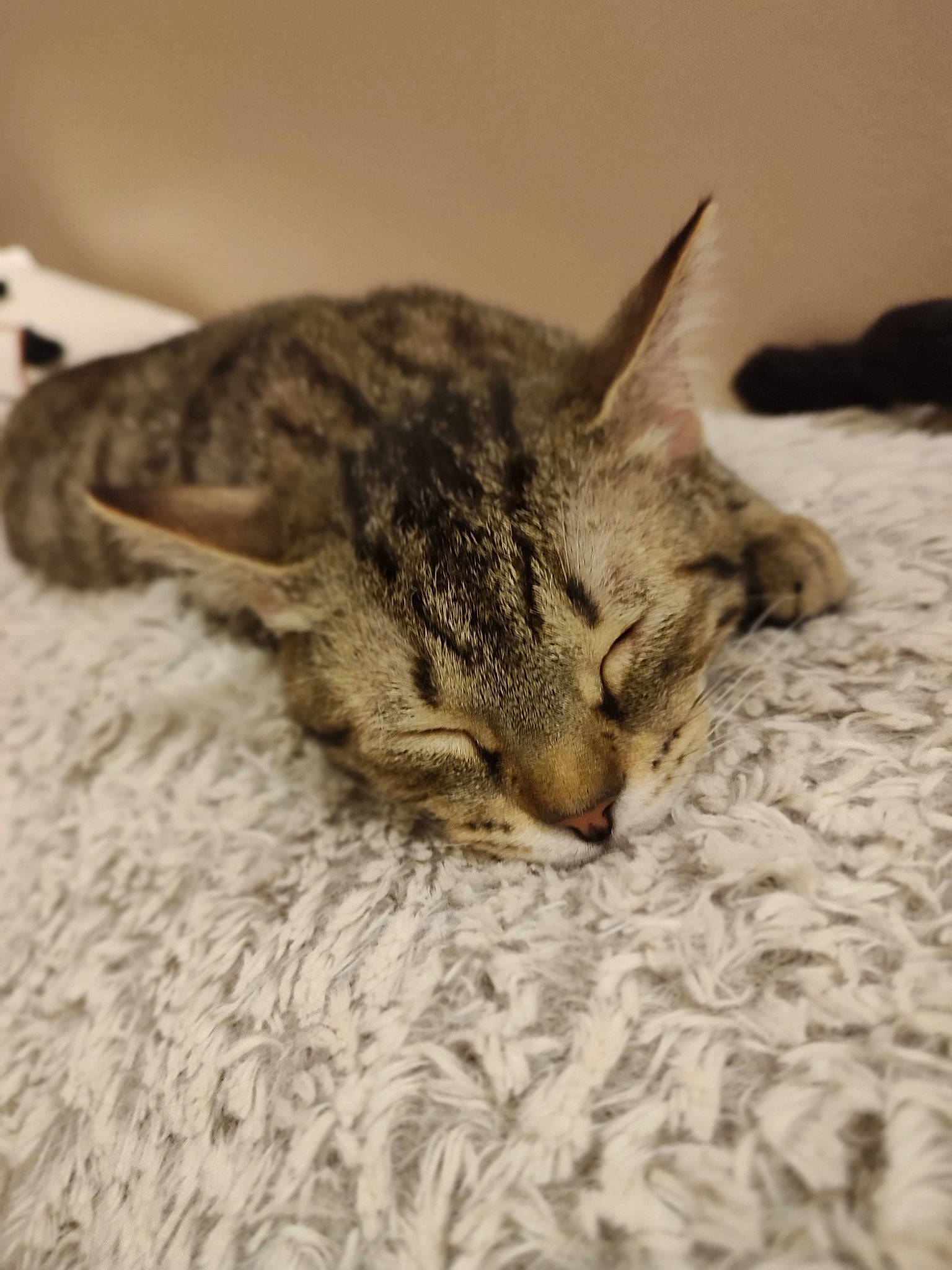 Targa participe au concours pour gagner de l'argent avec cette photo : carnivore, cat, claw, comfort, domestic_short_haired_cat, fawn, felidae, fur, linens, nap, paw, small_to_medium_sized_cats, snout, tail, terrestrial_animal, whiskers, wood