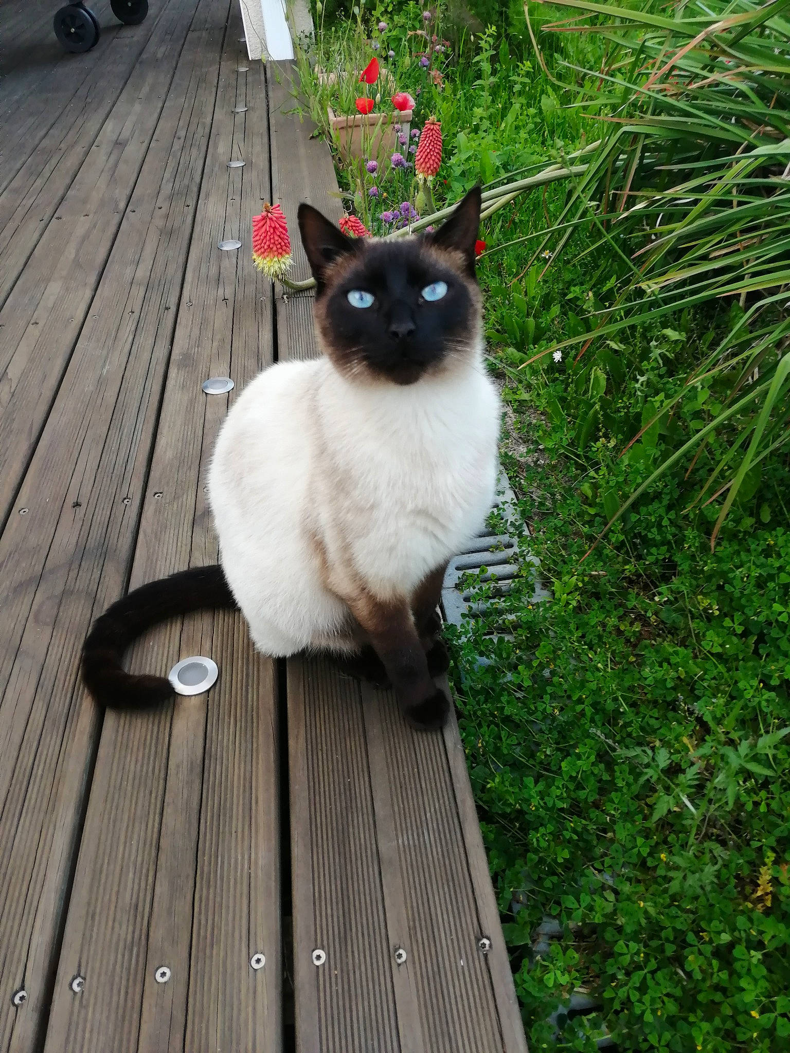 Metang participe au concours pour gagner de l'argent avec cette photo : balinese, birman, carnivore, cat, domestic_short_haired_cat, eye, felidae, grass, kitten, mammal, ragdoll, siamese, small_to_medium_sized_cats, snowshoe, tail, thai, tonkinese, tree, vertebrate, whiskers