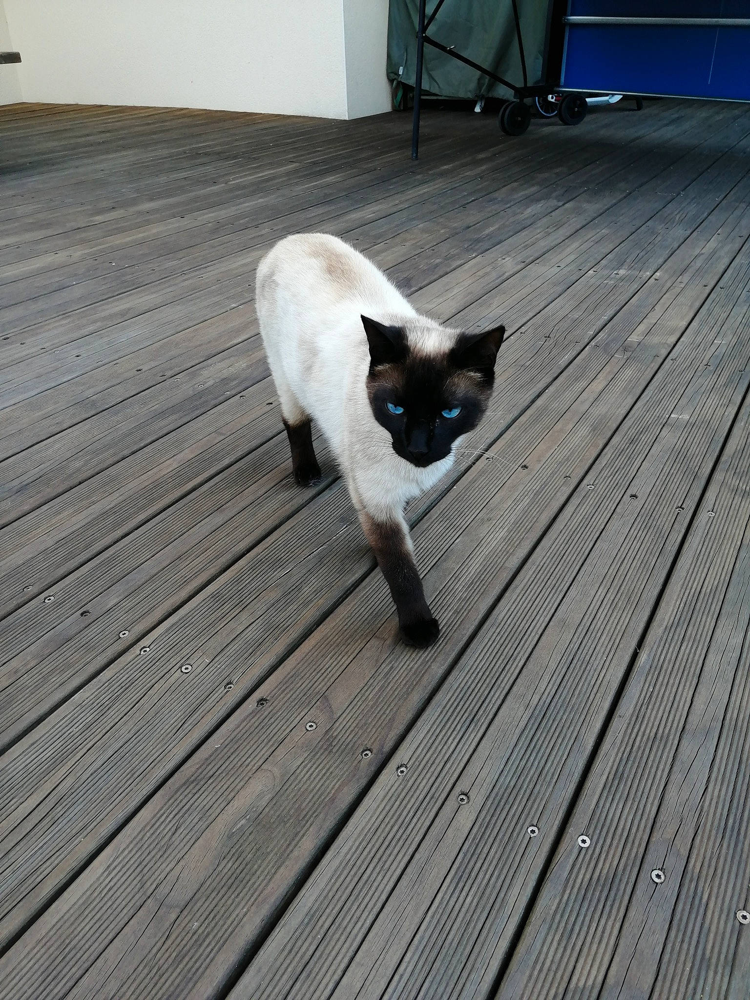 Metang a rejoint le concours — aidez-le/la à gagner de superbes lots ! burmese, carnivore, cat, colorpoint_shorthair, deck, fawn, felidae, floor, flooring, hardwood, laminate_flooring, siamese, small_to_medium_sized_cats, tail, thai, tonkinese, whiskers, wood, wood_flooring
