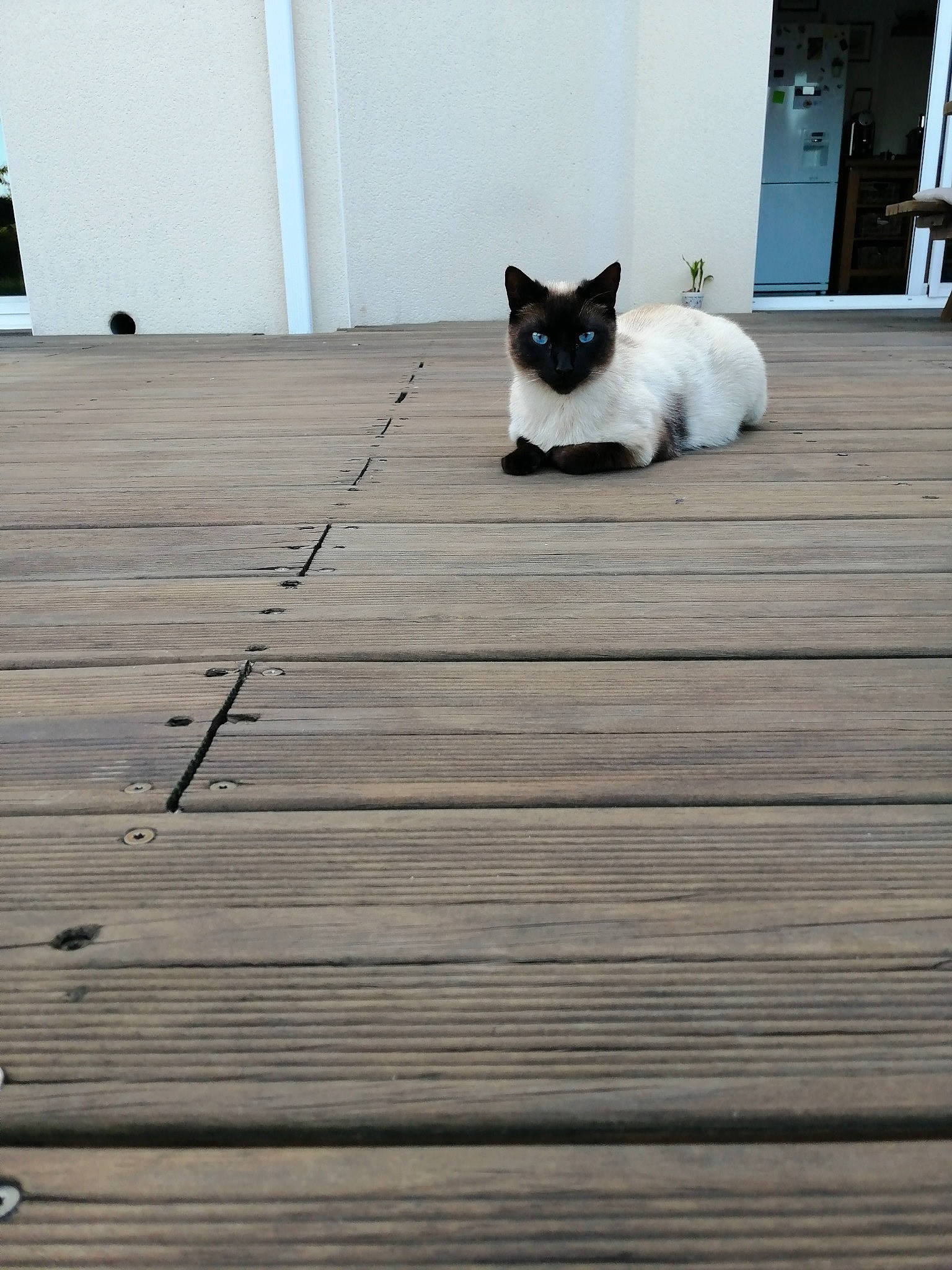 Metang participe au concours pour gagner de l'argent avec cette photo : black_cat, carnivore, cat, deck, fawn, felidae, floor, flooring, fur, hardwood, house, laminate_flooring, small_to_medium_sized_cats, stairs, tail, whiskers, white, wood, wood_flooring, wood_stain