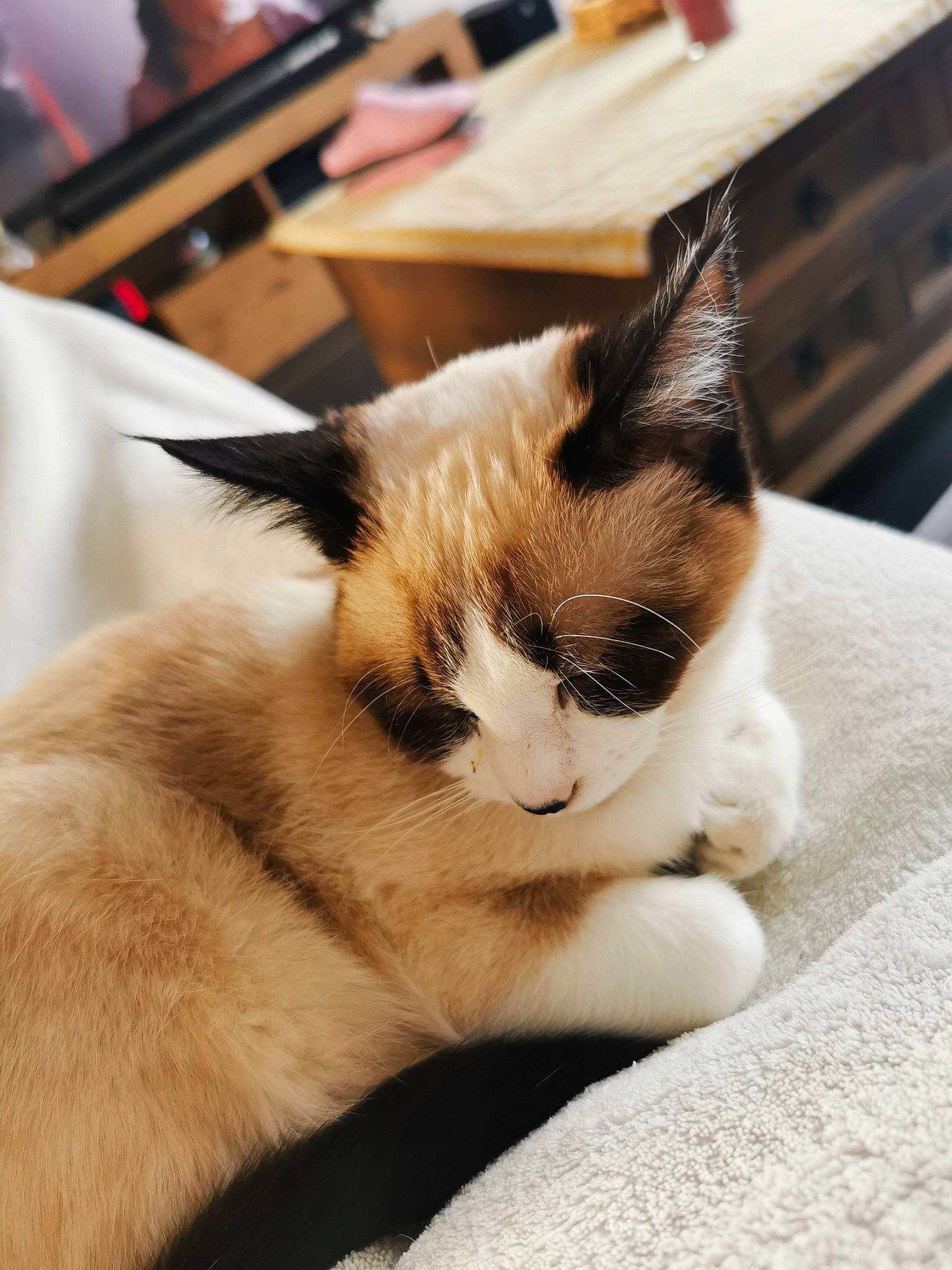 Sushi participe au concours pour gagner de l'argent avec cette photo : carnivore, cat, chair, claw, comfort, domestic_short_haired_cat, fawn, felidae, foot, fur, nap, paw, small_to_medium_sized_cats, snout, tail, thai, whiskers, wood