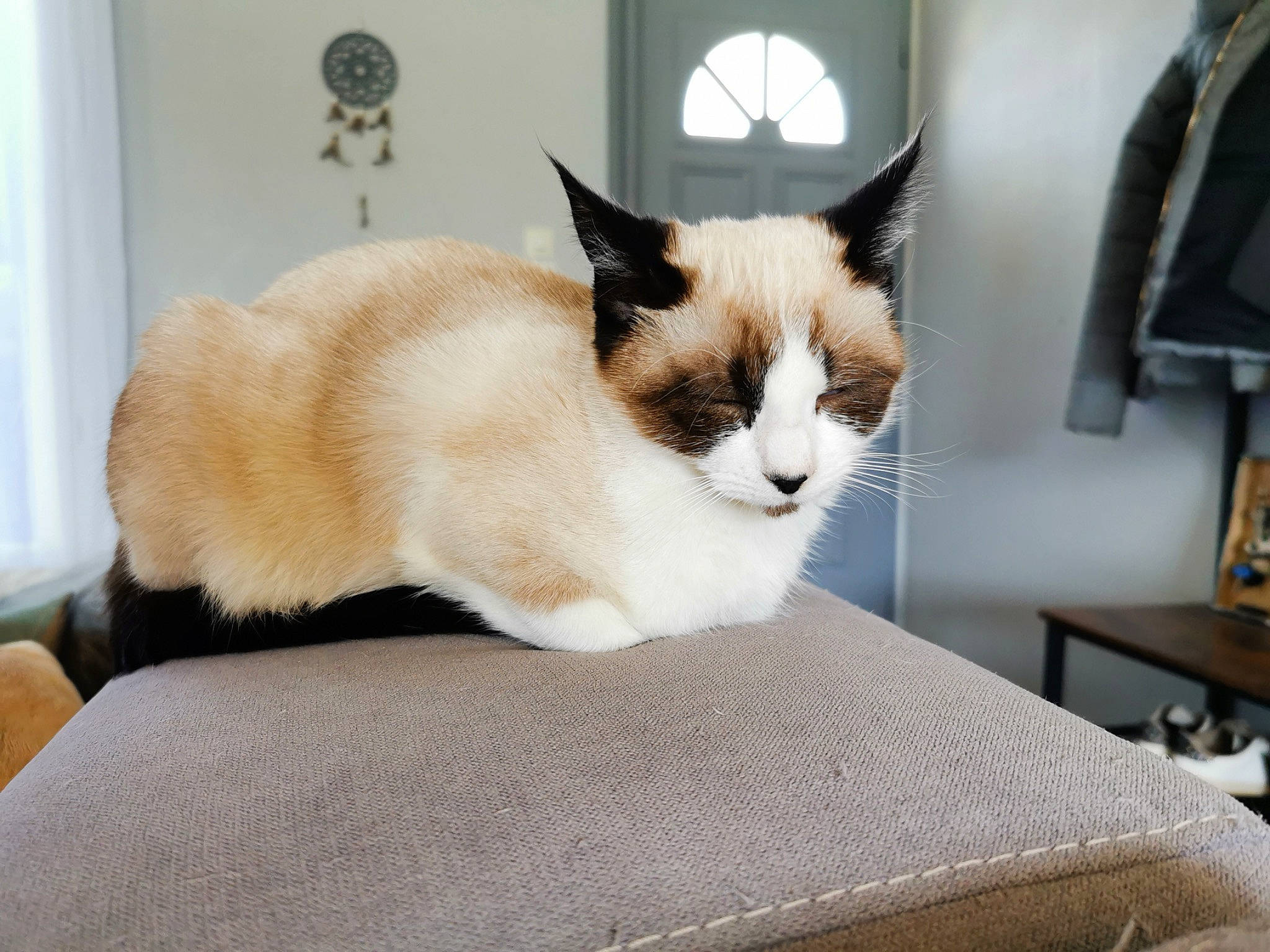 Sushi a rejoint le concours — aidez-le/la à gagner de superbes lots ! carnivore, cat, cat_supply, comfort, domestic_short_haired_cat, eye, fawn, felidae, fur, hardwood, paw, pet_supply, shelf, sitting, small_to_medium_sized_cats, snout, tail, whiskers, window, wood