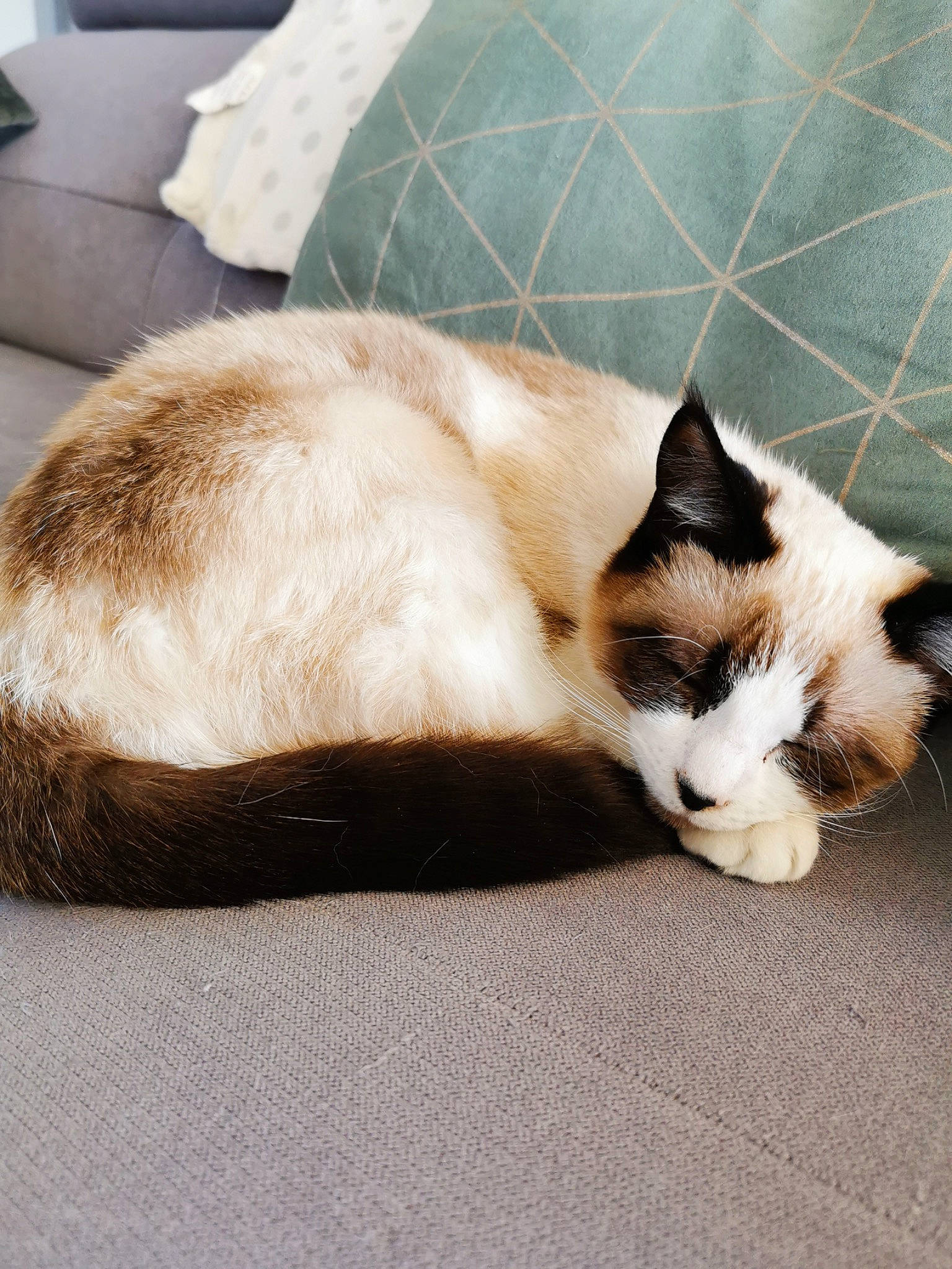 Sushi a rejoint le concours — aidez-le/la à gagner de superbes lots ! carnivore, cat, cat_supply, claw, comfort, domestic_short_haired_cat, fawn, felidae, flooring, foot, fur, linens, nap, paw, pet_supply, small_to_medium_sized_cats, snout, tail, terrestrial_animal, whiskers