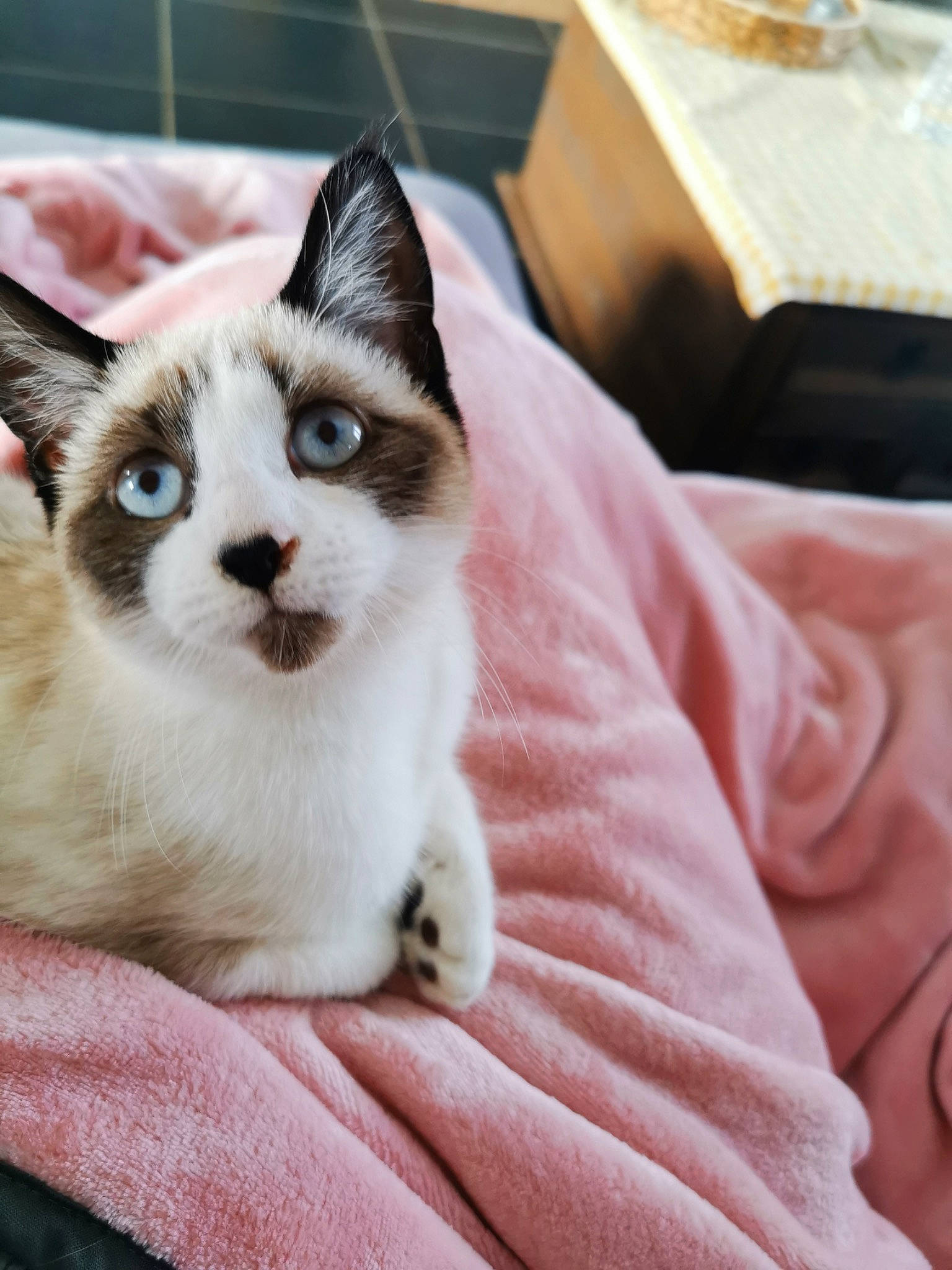 Sushi a rejoint le concours — aidez-le/la à gagner de superbes lots ! box, carnivore, cat, comfort, domestic_short_haired_cat, felidae, fur, shipping_box, small_to_medium_sized_cats, snout, whiskers