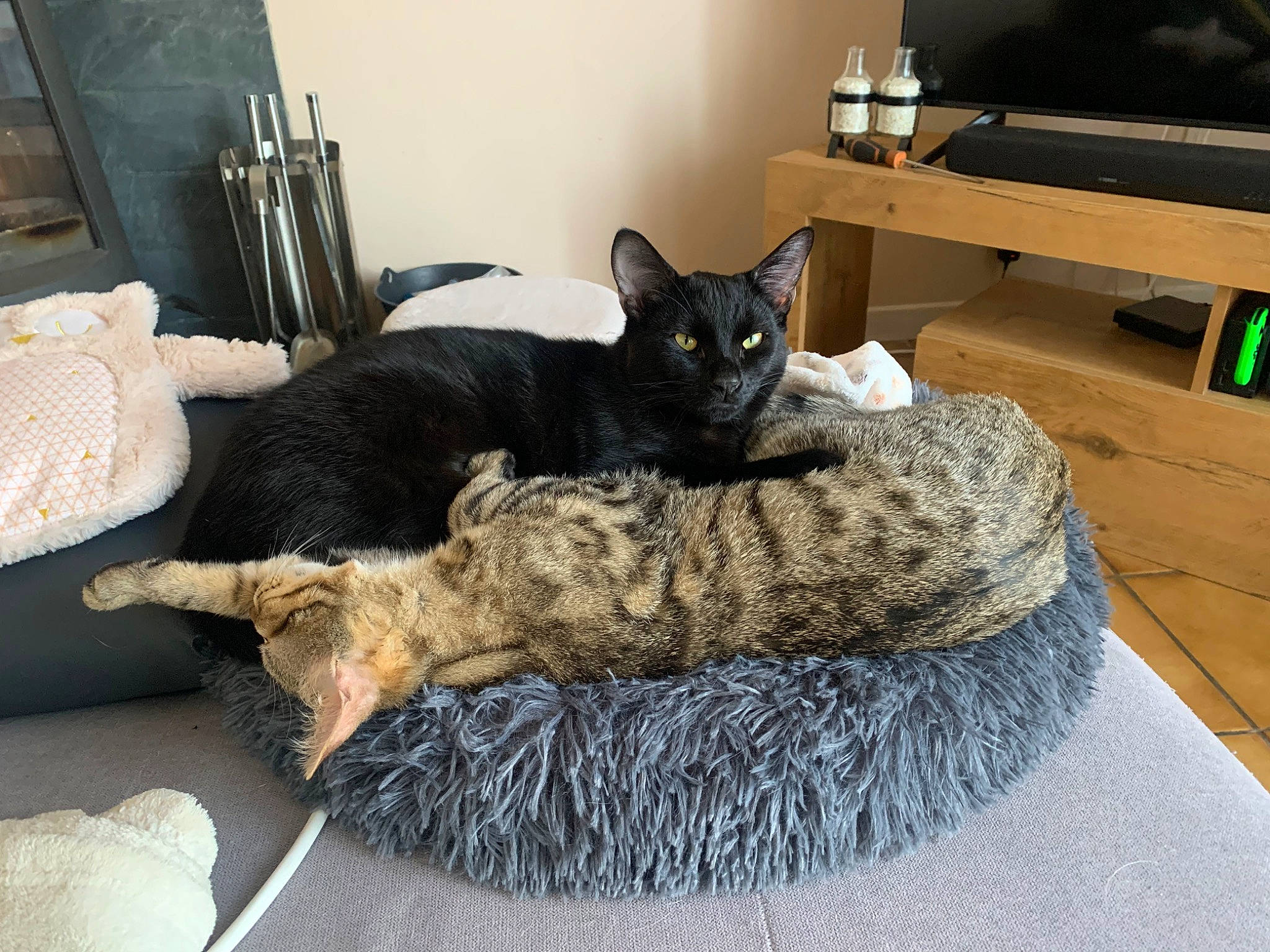 Thory participe au concours pour gagner de l'argent avec cette photo : bed, black_cat, carnivore, cat, chair, claw, comfort, domestic_short_haired_cat, felidae, fur, grey, living_room, room, sitting, small_to_medium_sized_cats, tail, whiskers