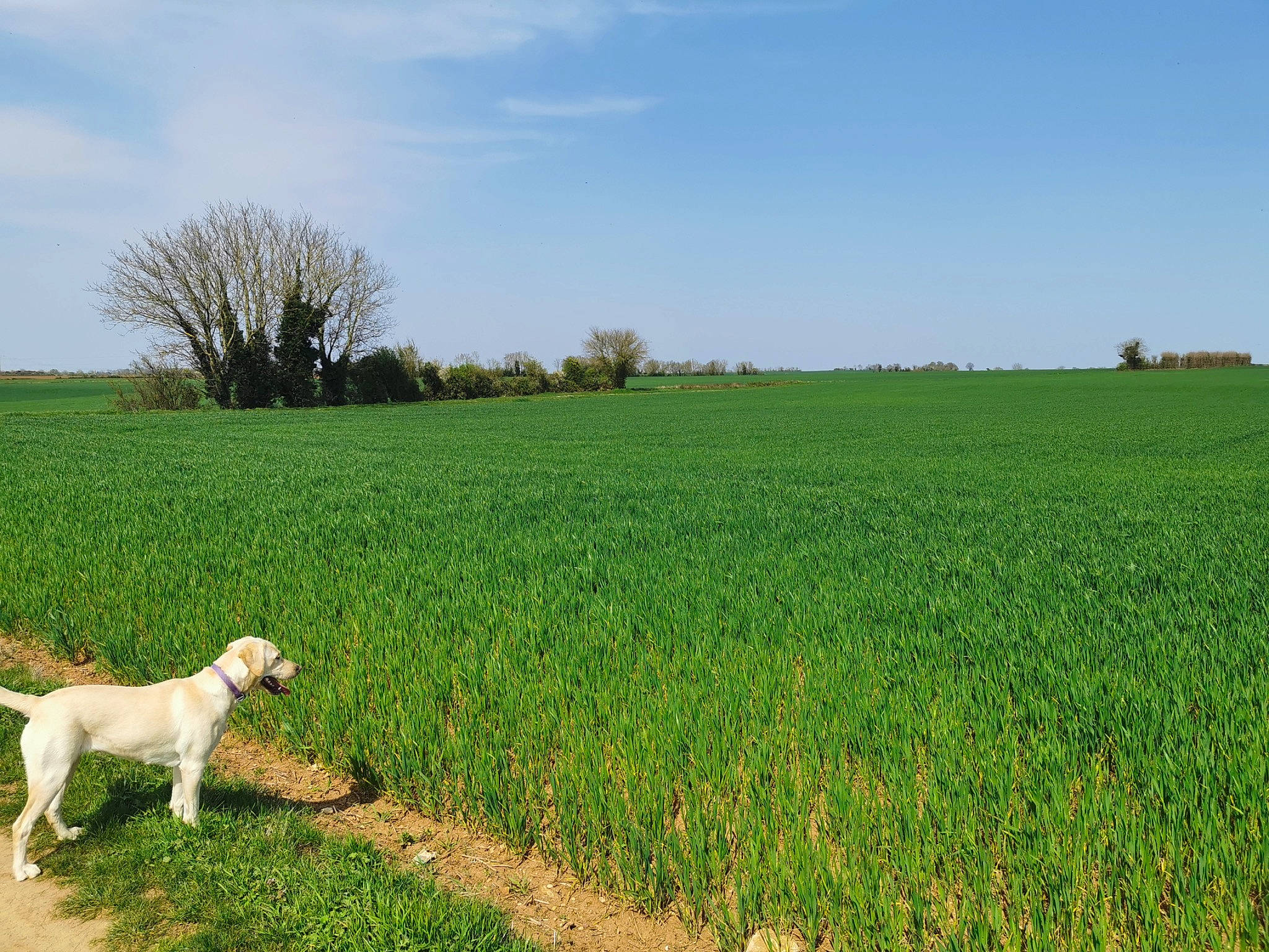 Raya participe au concours pour gagner de l'argent avec cette photo : agriculture, carnivore, cloud, companion_dog, dog, dog_breed, fawn, grass, grass_family, grassland, gun_dog, landscape, meadow, natural_landscape, people_in_nature, plain, plant, sky, tree, working_animal