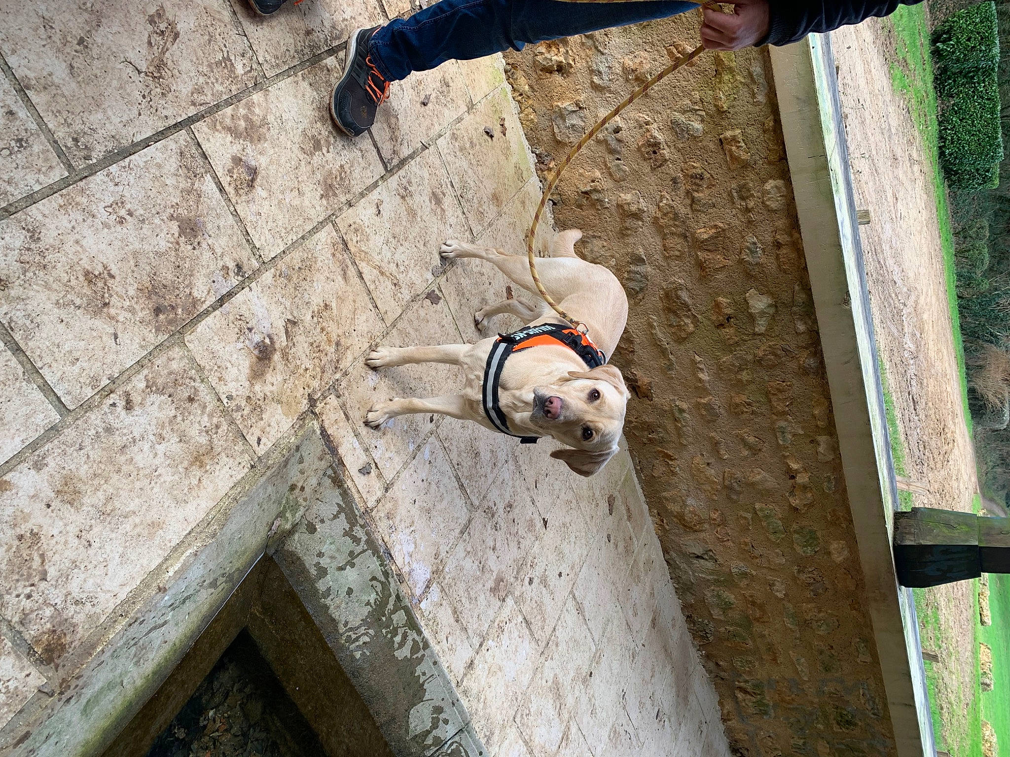 Raya a rejoint le concours — aidez-le/la à gagner de superbes lots ! adventure, canidae, carnivore, cobblestone, companion_dog, concrete, dog, dog_breed, fawn, flooring, non_sporting_group, pattern, recreation, snout, sporting_group, toy, wood, working_animal