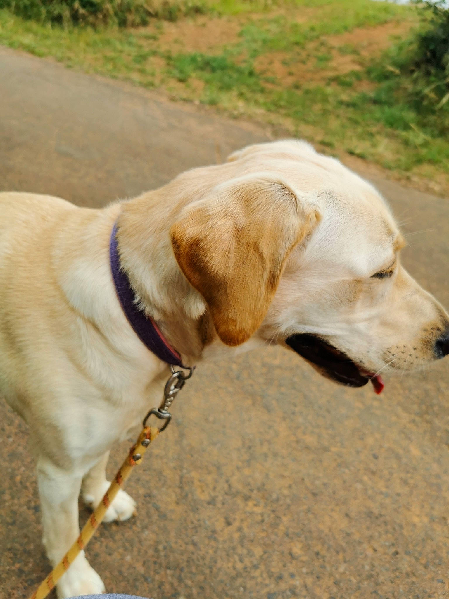 Raya participe au concours pour gagner de l'argent avec cette photo : carnivore, collar, companion_dog, dog, dog_breed, dog_collar, dog_supply, fawn, gun_dog, leash, mammal, pet_supply, plant, pointing_breed, retriever, snout, tail, vertebrate, whiskers, working_animal