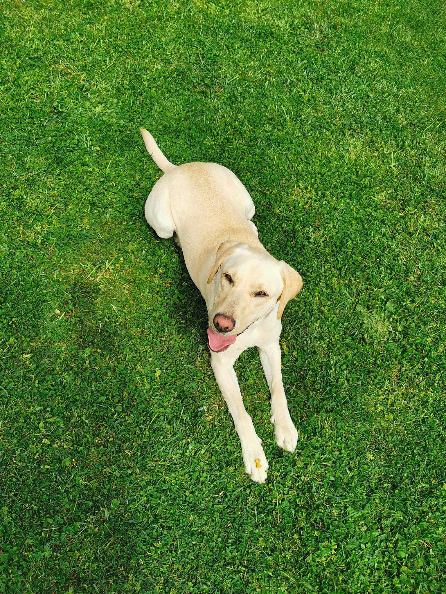 Raya a rejoint le concours — aidez-le/la à gagner de superbes lots ! artificial_turf, canidae, carnivore, companion_dog, dog, dog_breed, dog_supply, fawn, flooring, grass, grassland, groundcover, lawn, plant, shadow, shrub, sporting_group, tail, terrestrial_animal, working_animal