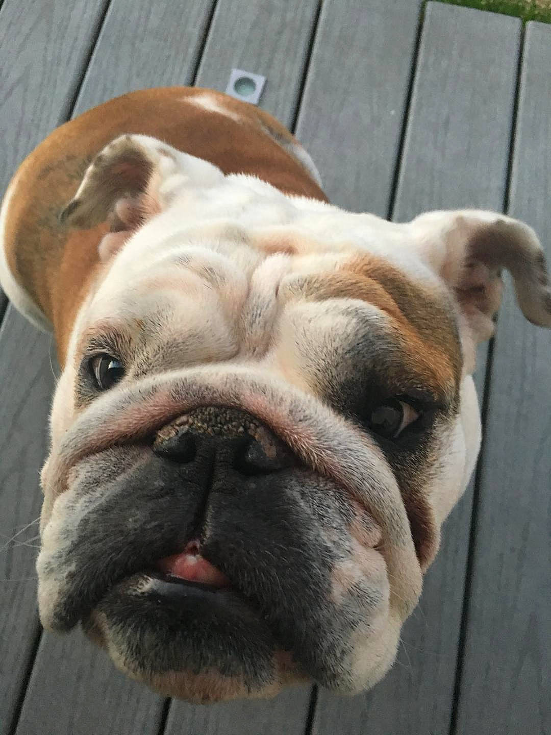 Lili Rose participe au concours pour gagner de l'argent avec cette photo : australian_bulldog, british_bulldogs, bulldog, canidae, carnivore, companion_dog, dog, dog_breed, dorset_olde_tyme_bulldogge, mammal, nose, old_english_bulldog, olde_english_bulldogge, renascence_bulldogge, skin, snout, toy_bulldog, vertebrate, white_english_bulldog, wrinkle