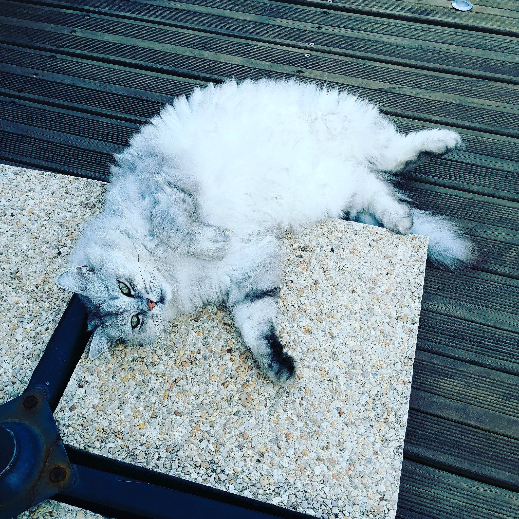 Gribouille participe au concours pour gagner de l'argent avec cette photo : american_curl, carnivore, cat, domestic_long_haired_cat, domestic_short_haired_cat, felidae, fur, kitten, persian, polydactyl_cat, small_to_medium_sized_cats, tail, turkish_angora, turkish_van, whiskers