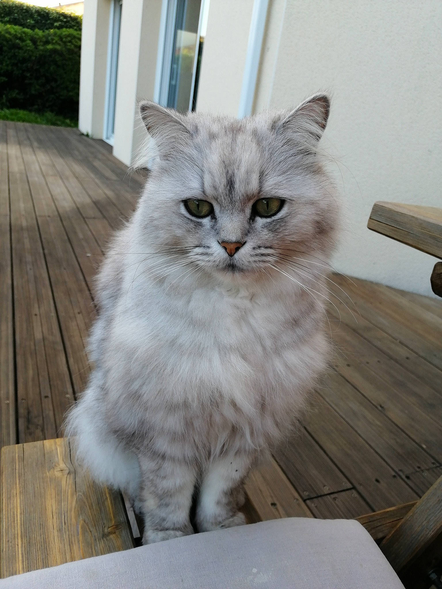 Gribouille a rejoint le concours — aidez-le/la à gagner de superbes lots ! asian, asian_semi_longhair, british_longhair, british_semi_longhair, burmilla, carnivore, cat, cymric, domestic_long_haired_cat, fawn, felidae, mammal, napoleon_cat, norwegian_forest_cat, persian, ragamuffin, siberian, small_to_medium_sized_cats, vertebrate, whiskers