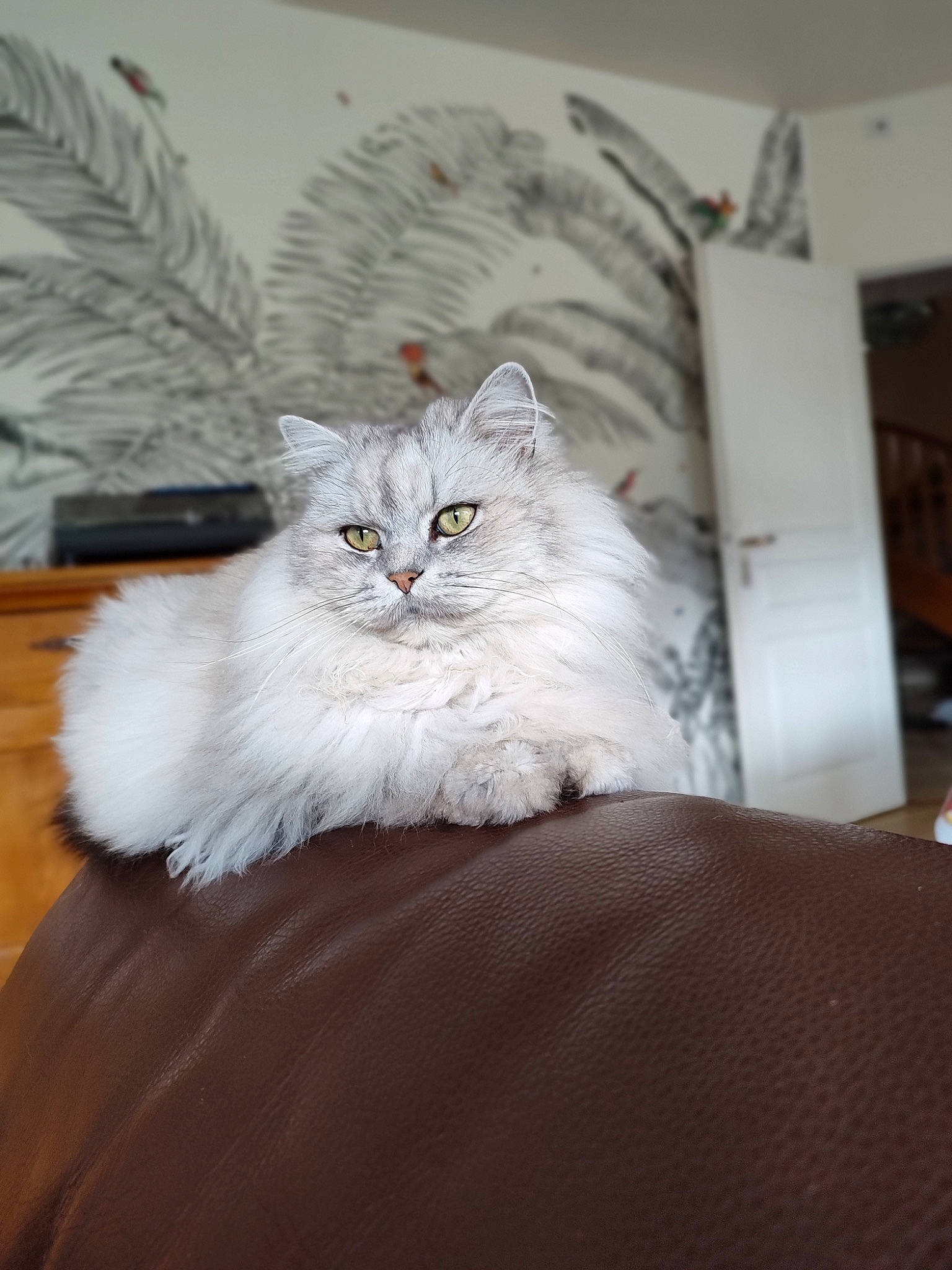 Gribouille participe au concours pour gagner de l'argent avec cette photo : bed_sheet, british_longhair, carnivore, cat, comfort, felidae, flooring, fur, grey, hardwood, plant, room, sitting, small_to_medium_sized_cats, tail, whiskers, wood