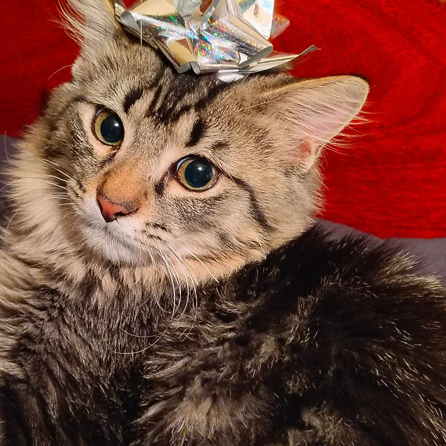 Turd Cutter joined the competition — help win amazing prizes! big_eyes, bow, cat, close_up, cozy, cute, domestic_cat, ears, fur, gift_bow, indoor, long_hair, pet, pink_nose, portrait, red_background, relaxed, sitting, tabby, whiskers