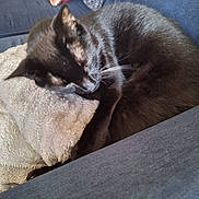 Piccolo joined the competition — help win amazing prizes! cat, black_cat, sleeping, curled_up, fur, whiskers, ears, paws, animal, pet, cozy, blanket, couch, sofa, indoor, home, relaxed, resting, portrait, close_up