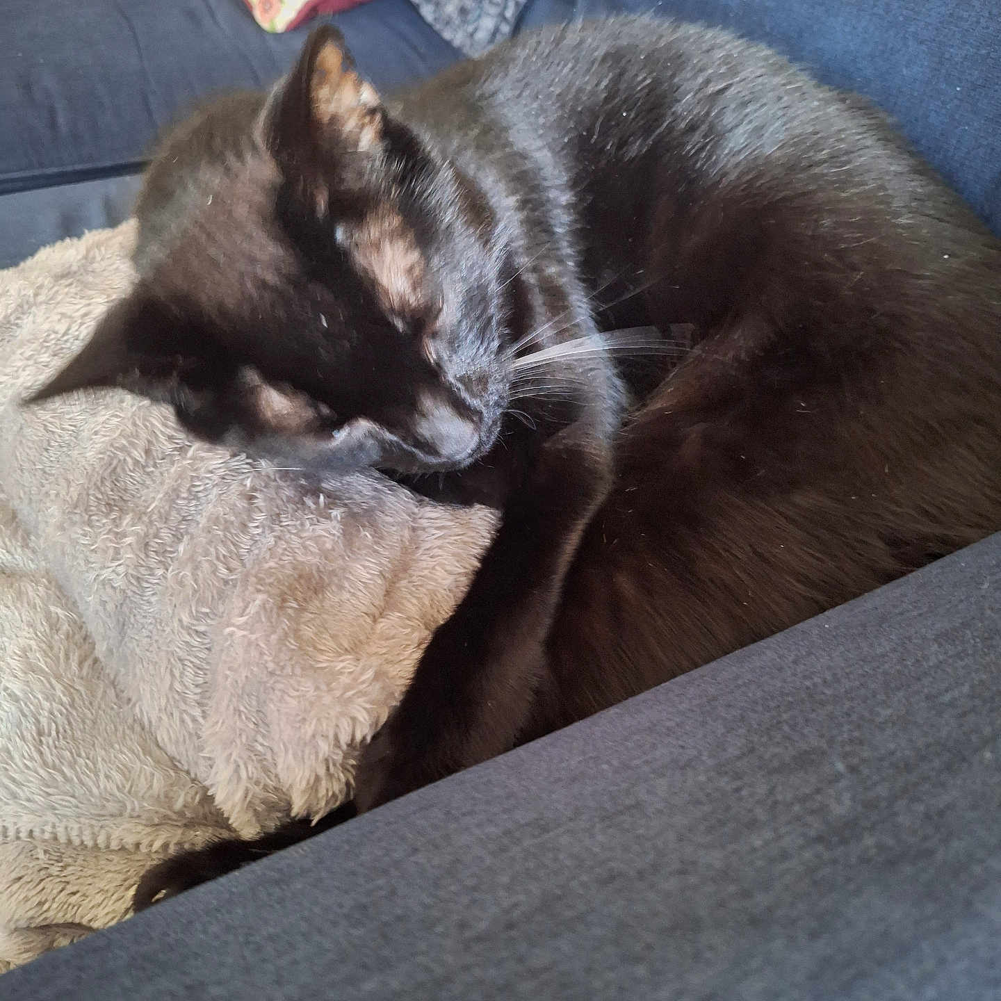 Piccolo joined the competition — help win amazing prizes! cat, black_cat, sleeping, curled_up, fur, whiskers, ears, paws, animal, pet, cozy, blanket, couch, sofa, indoor, home, relaxed, resting, portrait, close_up
