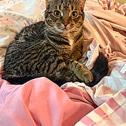 Miso is registered to the contest to win money with this photo: cat, tabby, pet, animal, bed, bedding, blanket, striped, floral, fur, whiskers, ears, tail, cute, domestic, indoor, relaxed, cozy, resting, feline