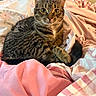 cat, tabby, pet, animal, bed, bedding, blanket, striped, floral, fur, whiskers, ears, tail, cute, domestic, indoor, relaxed, cozy, resting, feline