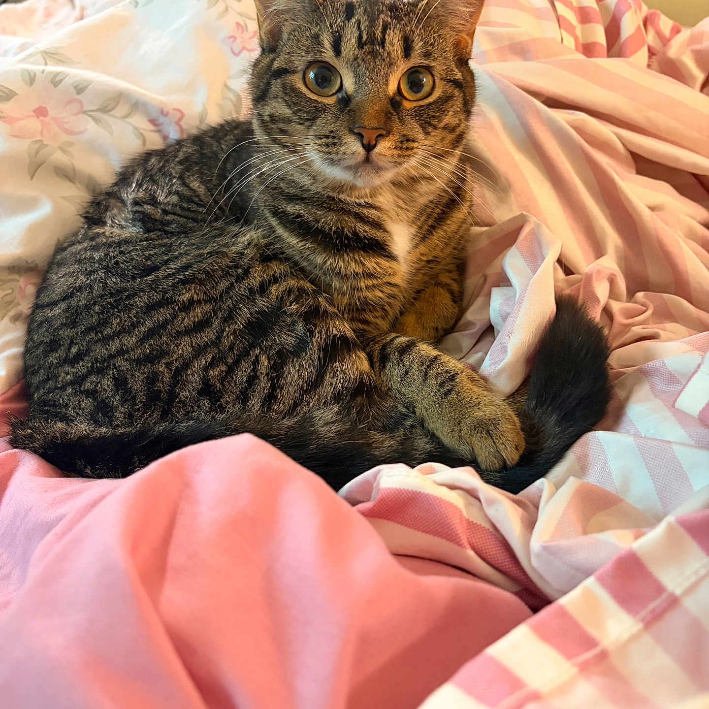Miso