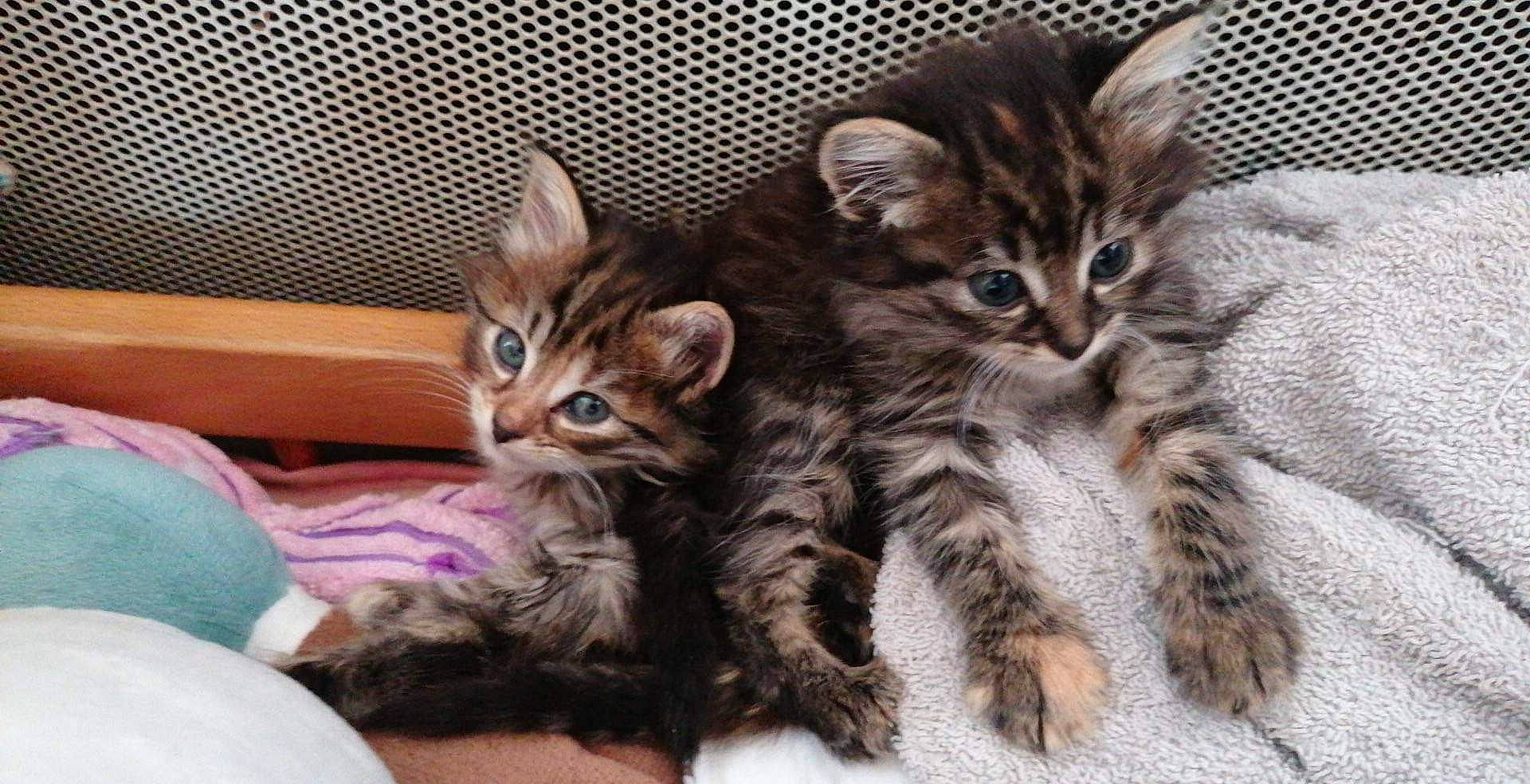 Tigresse participe au concours pour gagner de l'argent avec cette photo : carnivore, cat, claw, comfort, domestic_short_haired_cat, felidae, fur, paw, small_to_medium_sized_cats, tail, vehicle, vertebrate, whiskers