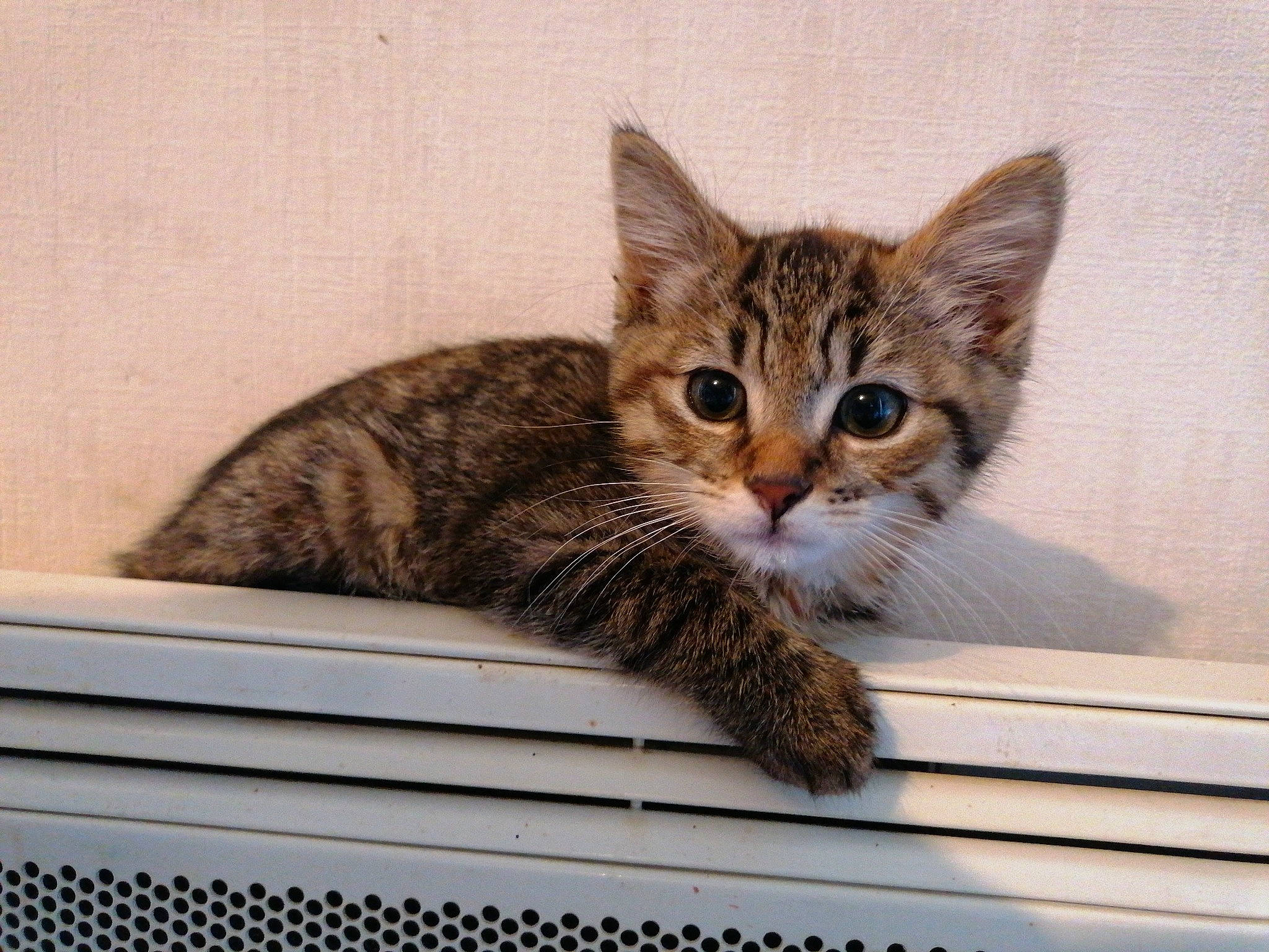 Tigresse a rejoint le concours — aidez-le/la à gagner de superbes lots ! art, box, carnivore, cat, cat_supply, claw, domestic_short_haired_cat, door, felidae, fur, paw, pet_supply, rectangle, small_to_medium_sized_cats, snout, tail, terrestrial_animal, whiskers, window, wood