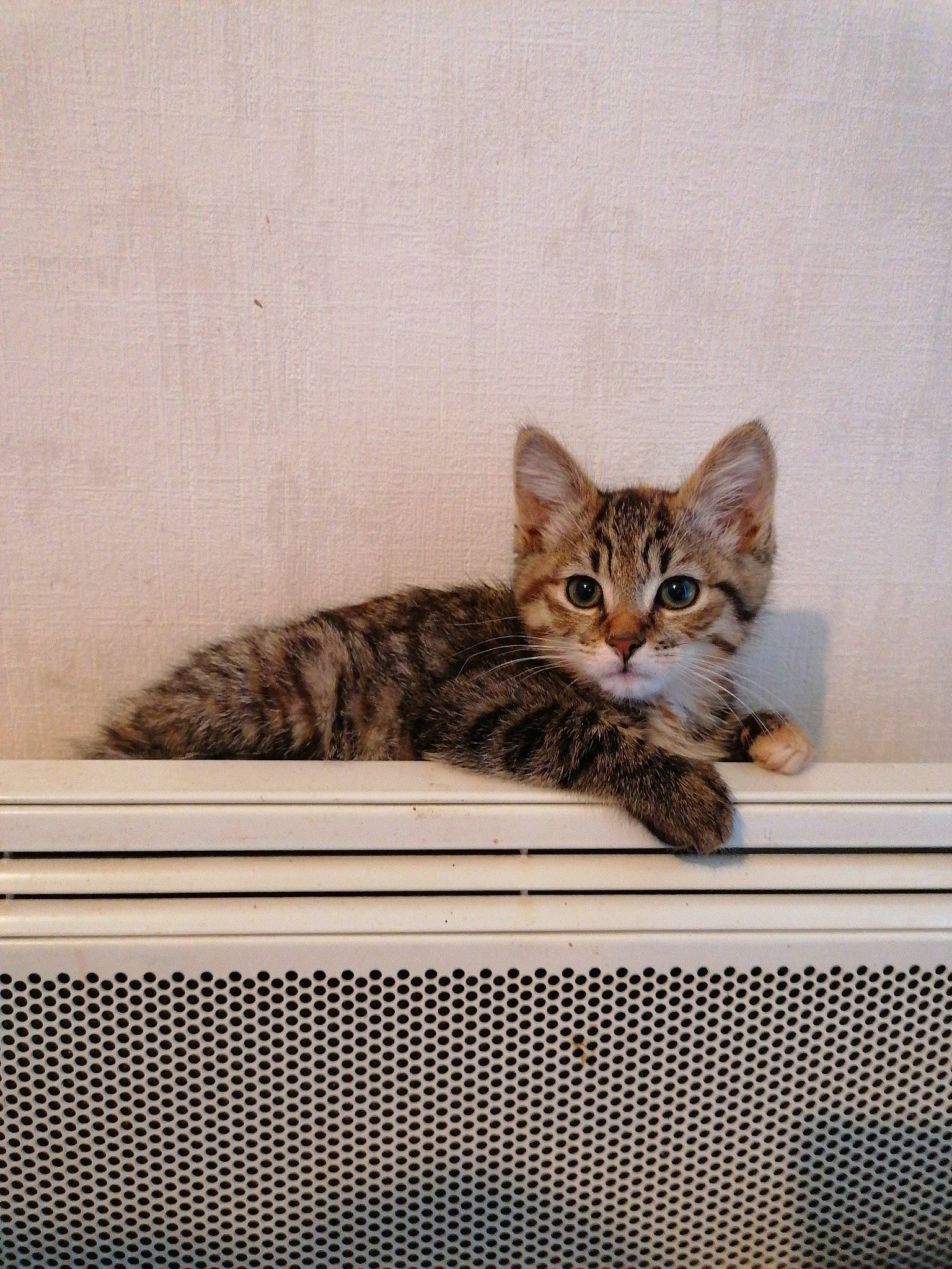 Tigresse a rejoint le concours — aidez-le/la à gagner de superbes lots ! carnivore, cat, domestic_short_haired_cat, felidae, fur, grey, paw, rectangle, sitting, small_to_medium_sized_cats, snout, tail, terrestrial_animal, whiskers, wildlife, window