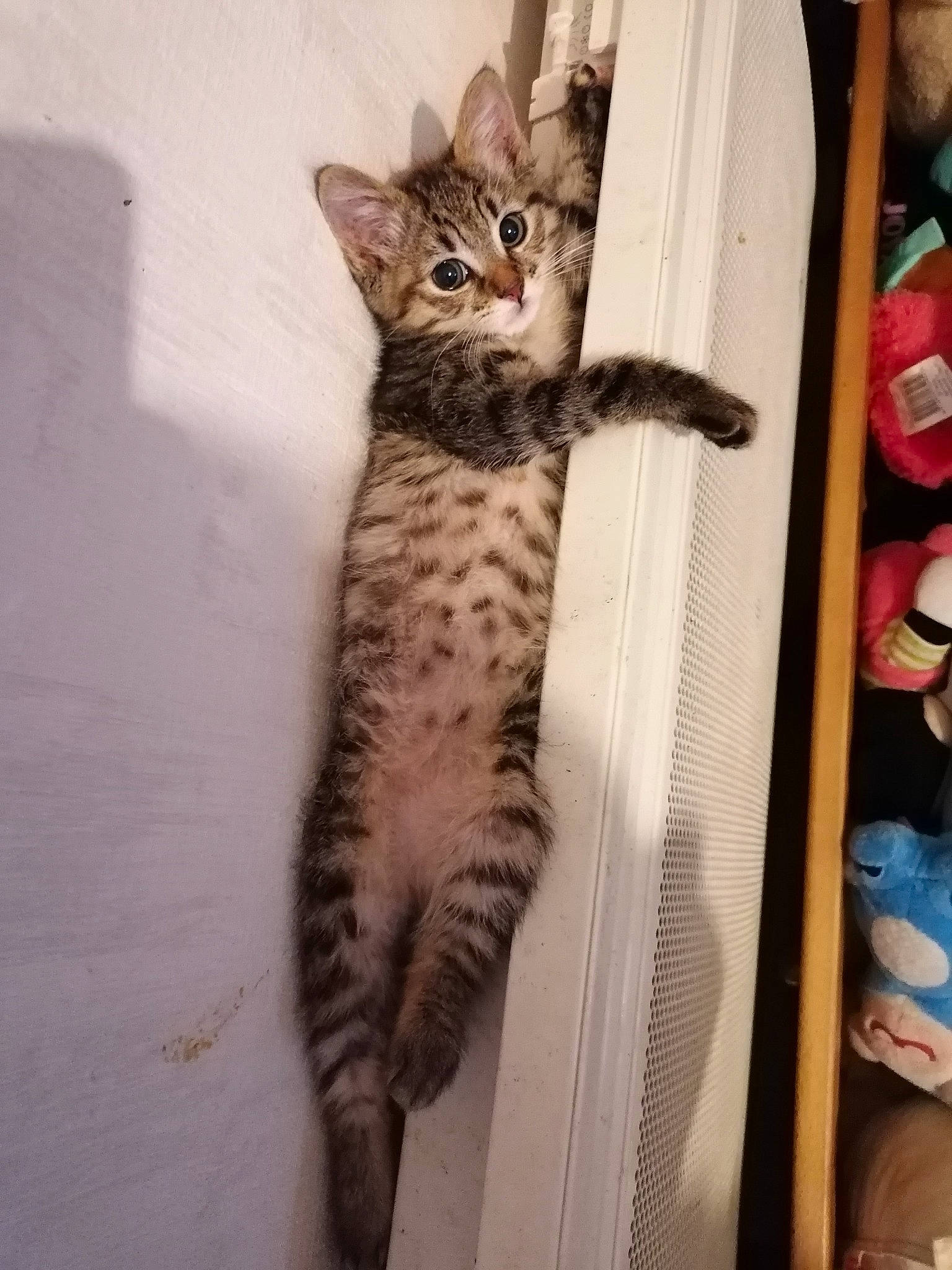 Tigresse participe au concours pour gagner de l'argent avec cette photo : carnivore, cat, claw, domestic_short_haired_cat, felidae, fur, paw, small_to_medium_sized_cats, snout, tail, terrestrial_animal, whiskers